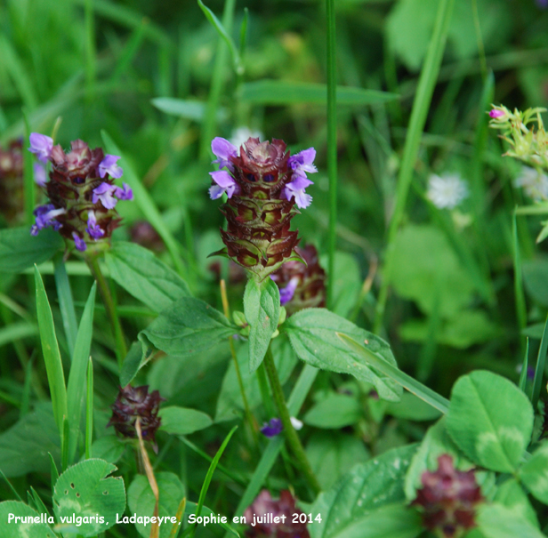 Prunella vulgaris